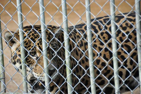 Uma linda onça no pequeno zoológico no Parque Chico Mendes, em Rio Branco, no Acre